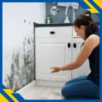 Ce faci când apare mucegaiul în casă?